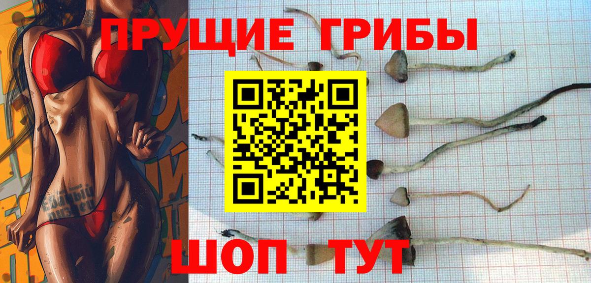 Алексеевка  Псилоцибиновые грибы Cubensis  Вход с VPN 